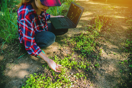 Happy Farmers using digital tablet in the cultivation of tobacco. modern technology application in agricultural growing activity.の写真素材