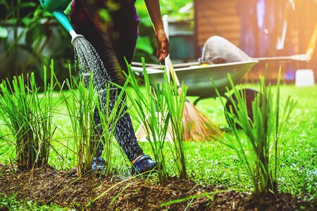 Women watering Lemongrass in vegetable plots kitchen garden.