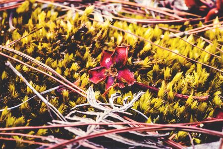 Natural background. Moss on the floor. There are dried flowers. On top
