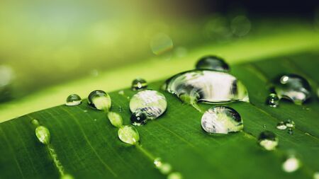 Natural background rain drops on the green leafの写真素材