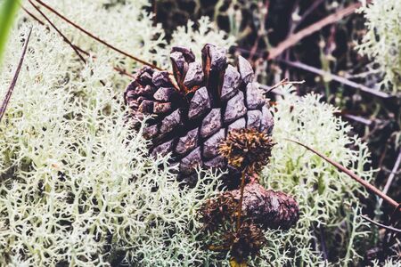 Natural background. cladonia on the grass in the forest. havethe seed Pine on top