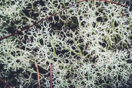 Natural background. cladonia on the grass in the forest.の写真素材