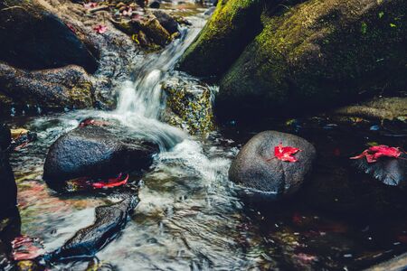 Natural background. Maple leaves on the rocks at the waterfall.