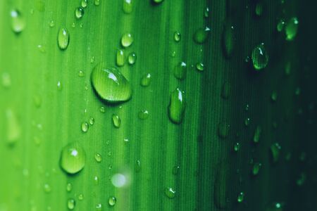 Natural background rain drops on the green leafの写真素材