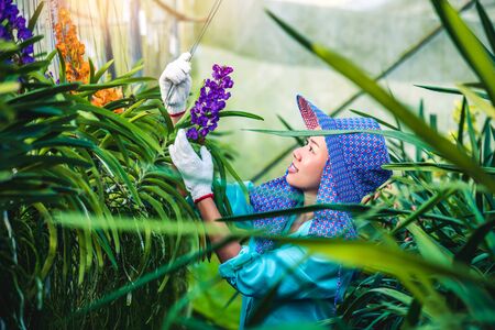 The young woman worker is taking care of the orchid flower in garden. orchid Plantation cultivation. Orchidaceae,Vanda coeruleaの写真素材