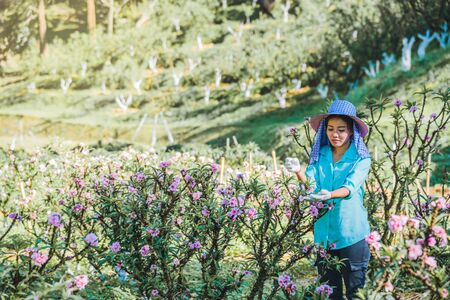 Female farmer workers are working in the apricot tree garden, Beautiful pink apricot flowers.の写真素材