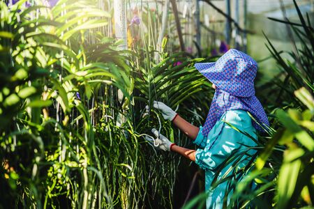 The young woman worker is taking care of the orchid flower in garden. Agriculture, orchid Plantation cultivation.Orchidaceaeの写真素材