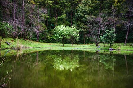 The beautiful landscape of trees reflected in the lake. background nature.の写真素材