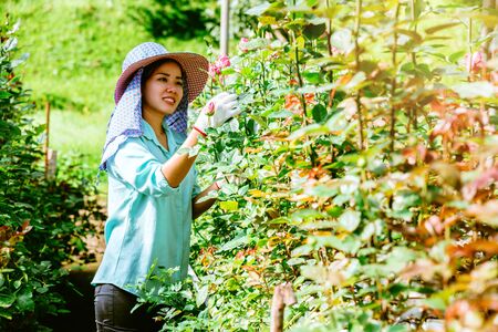 Asian women farmers who are holding a rose and smiling. Workers working in the rose garden.の写真素材