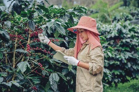 Gardeners who hold a notebook and are studying coffee trees, coffee beans and harvesting.の写真素材