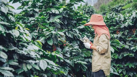 Gardeners who hold a notebook and are studying coffee trees, coffee beans and harvesting.の写真素材