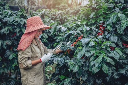 A woman in the hand holding a notebook and standing close to the coffee tree, learning about coffeeの写真素材