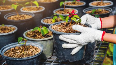 Growing plants of seedlings agriculture worker female in garden flowers she is planting young baby...