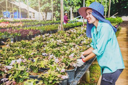 Happy worker asian woman with planting flowers taking care of flowers in greenhouse.の写真素材