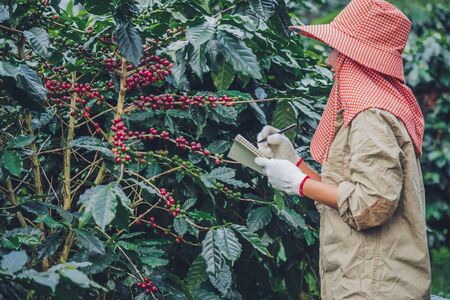 Female workers are writing a record of the growth of coffee trees.agriculture, coffee garden.
