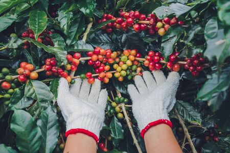 Coffee tree with coffee beans on coffee plantation,How to harvest coffee beans. worker Harvest arabica coffee beans.の写真素材