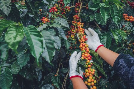 Coffee tree with coffee beans on coffee plantation,How to harvest coffee beans. worker Harvest arabica coffee beans.の写真素材