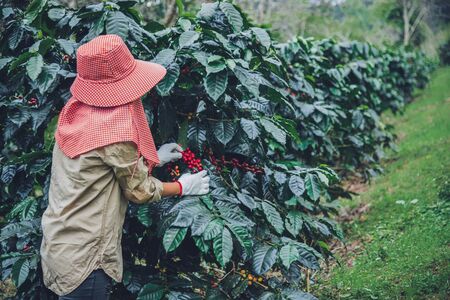 agriculture, coffee garden coffee tree with coffee beans, female workers are harvesting ripe red coffee beans.の写真素材
