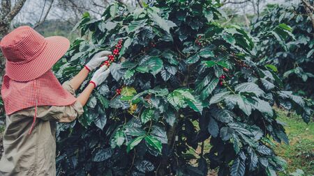 agriculture, coffee garden coffee tree with coffee beans, female workers are harvesting ripe red coffee beans.の写真素材