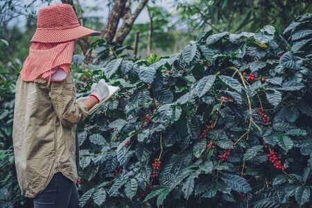 Female workers are writing a record of the growth of coffee trees.agriculture, coffee garden.の写真素材