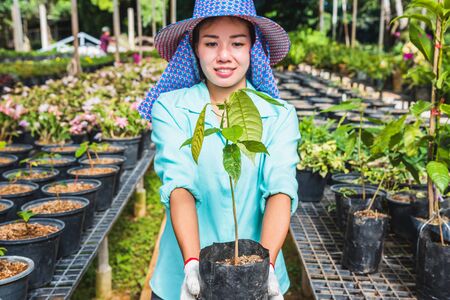 Greenhouse flower seedlings. The young woman's hand holding a flower tree plant in a pot on hand, agriculture gardening background.の写真素材
