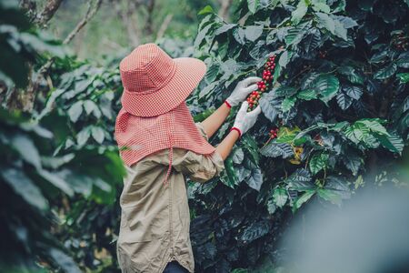agriculture, coffee garden coffee tree with coffee beans, female workers are harvesting ripe red coffee beans.の写真素材