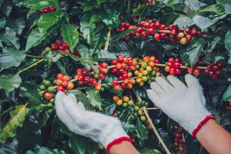 Coffee tree with coffee beans on coffee plantation,How to harvest coffee beans. worker Harvest arabica coffee beans.の写真素材