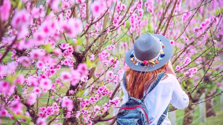 woman traveler with backpack holding hat Travel to see the pink cherry blossoms and enjoying a...