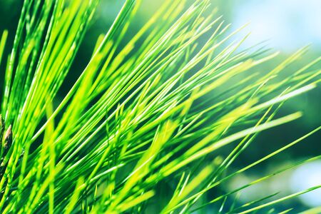 background nature Meadow. Full frame, The background of the green grass peak. wallpaper nature....