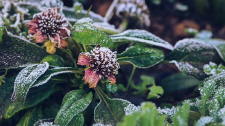background Flower Osteospermum. purple flowers. Frost is on the leaves and flowers.の写真素材