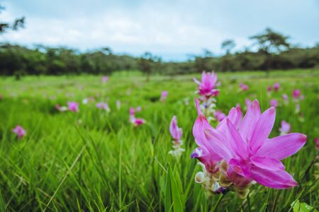 Beautiful Curcuma sessilis pink flowers bloom in the rain forest,  at Pa Hin Ngam National Park Chaiyaphum Province ,Thailandの写真素材