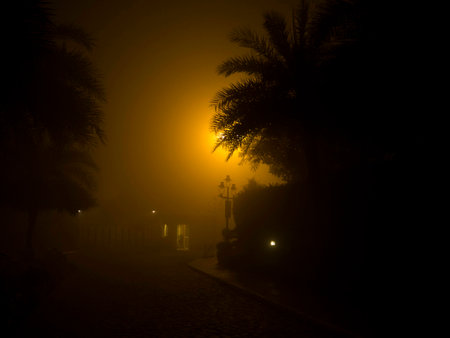 Misty New Delhi night with palmsの写真素材