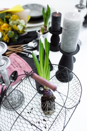 spring flowers. hyacinth sprouts with roots and dirt on white background. gardening conceptの写真素材