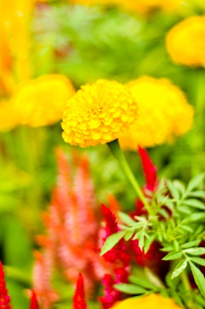 Flowers bloomの写真素材