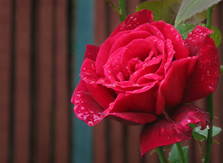 Red rose against blurry wooden background.の写真素材