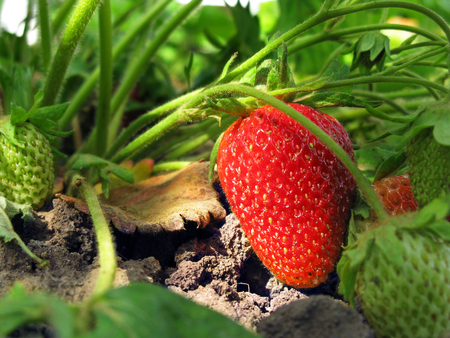 Ripe strawberry below the leaves.の写真素材