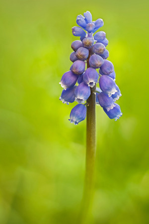 Grape hyacinth flower against blurry background.の写真素材