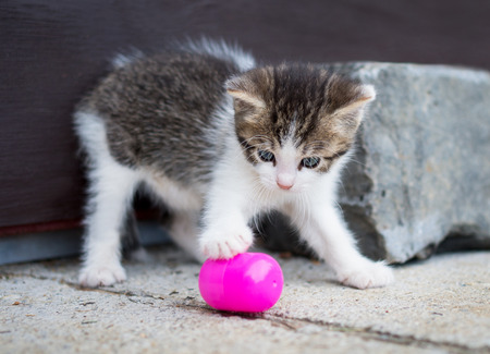 Playful kitten playing with pink plastic egg in front of a wooden door.の写真素材