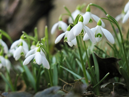 Snowdrops against blurry background in spring.の写真素材