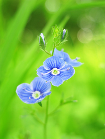 Germander speedwell against blurry backgroundの写真素材