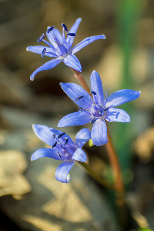 Blue spring flowers against blurry background.