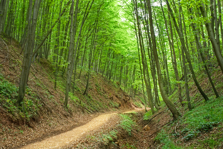 Dirt road leads into forest.の写真素材
