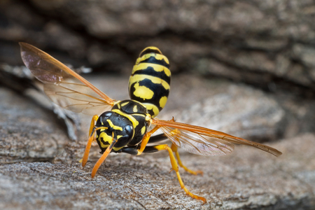 European paper wasp cleaning its wingsの写真素材