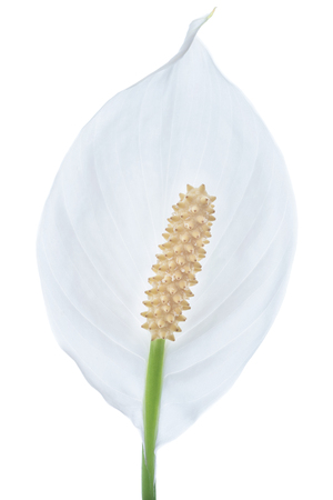 Single peace lily flower isolated against white backgroundの写真素材