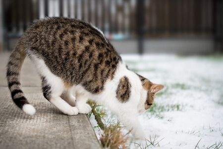 Young cat's first step into snow in winterの写真素材