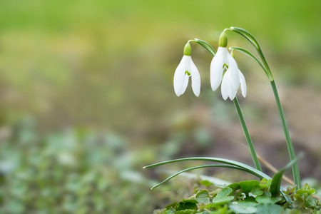 Snowdrops against blurry background in springの写真素材