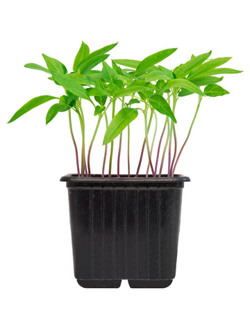 Pepper seedlings in pot isolated against white backgroundの写真素材