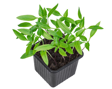 Pepper seedlings in pot isolated against white backgroundの写真素材