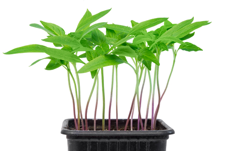 Pepper seedlings in pot isolated against white backgroundの写真素材