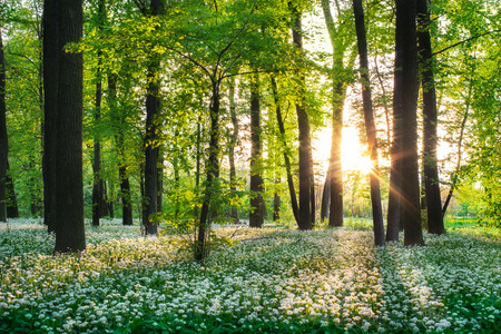 Sunny forest with wild garlicの写真素材